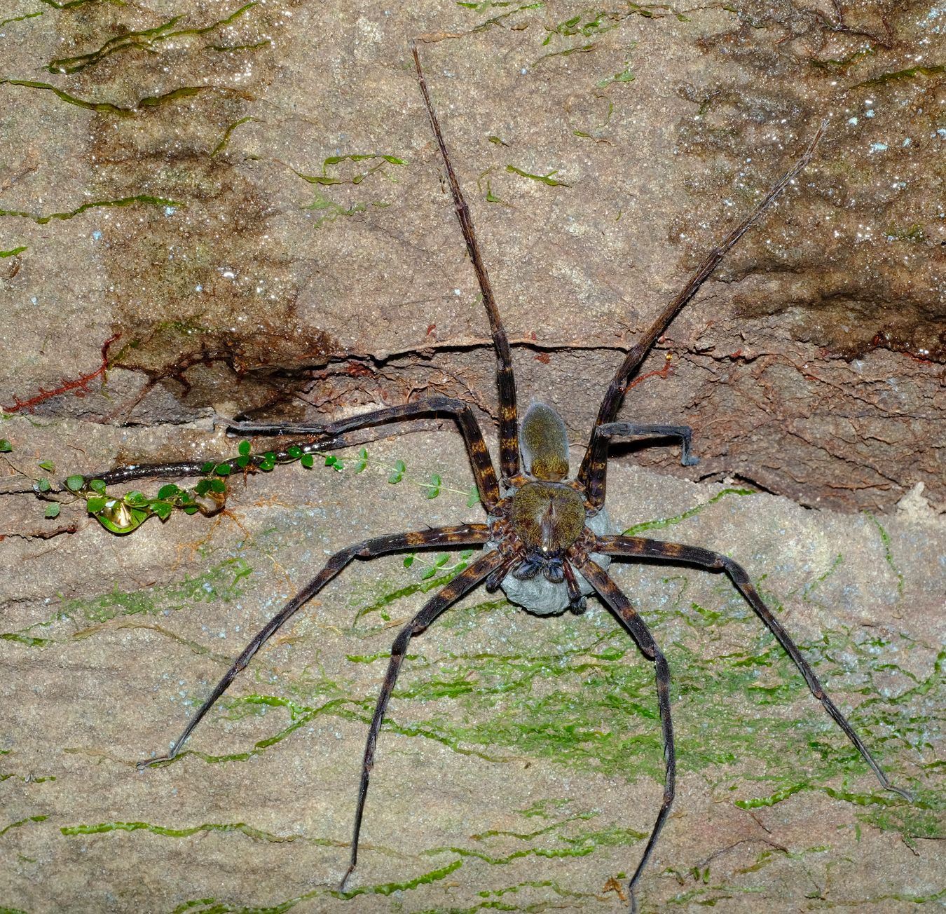 Unidentified huntsman Spider with Eggs Sac