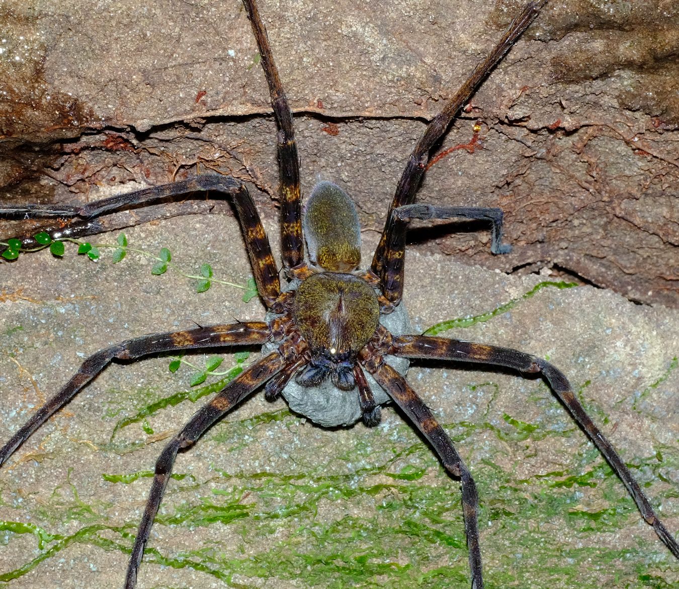 Unidentified Huntsman Spider with Eggs Sac