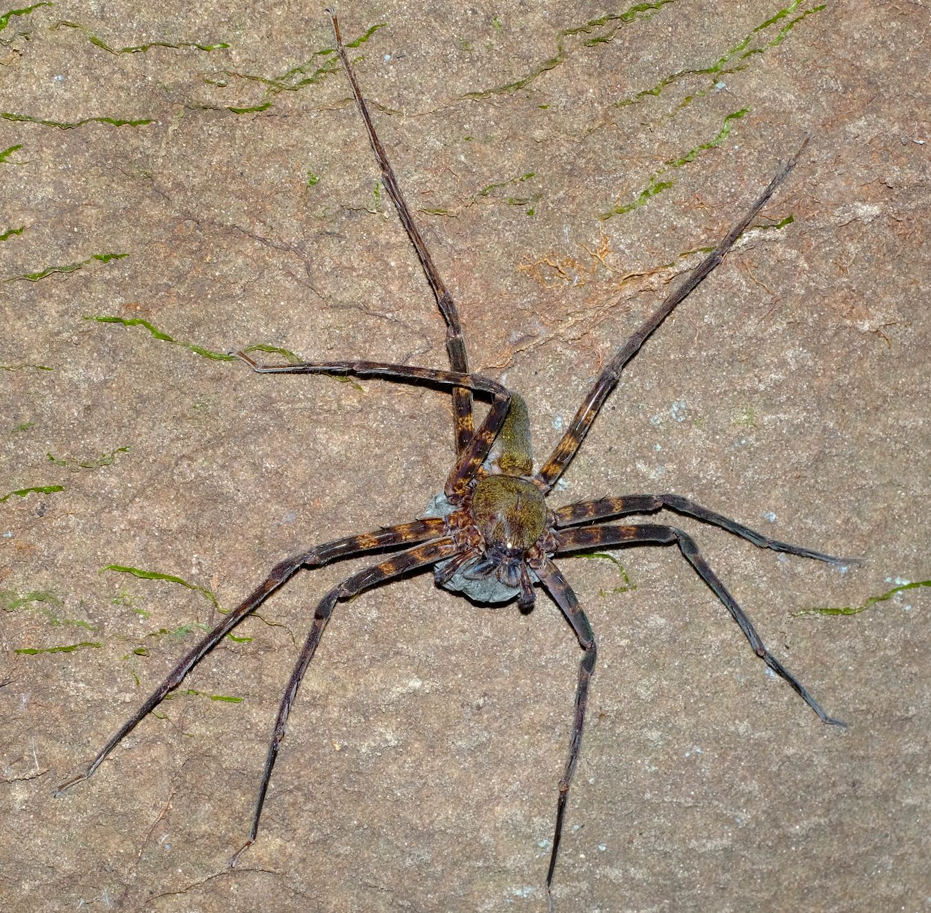 Unidentified Huntsman Spider with Eggs Sac