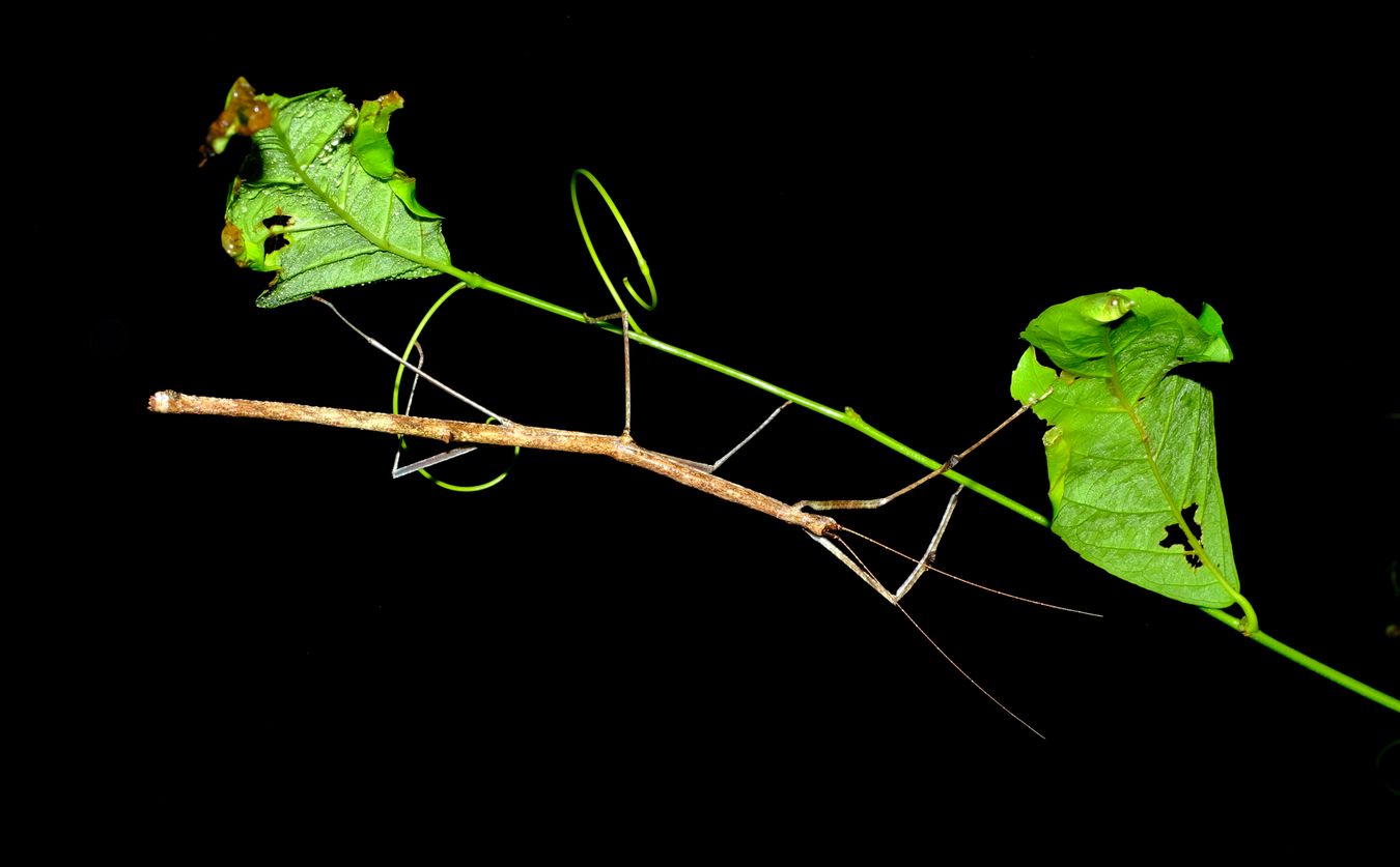 Phasmatodea  Stick Insect, probably lonchodidae 