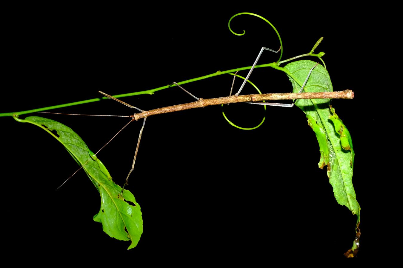 Phasmatodea Stick Insect, probably Lonchodidae