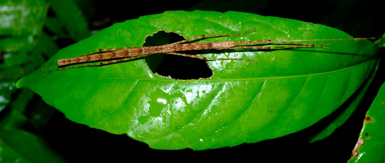 Phasmatodea Stick Insect, probably Necrosciinae-Asceles