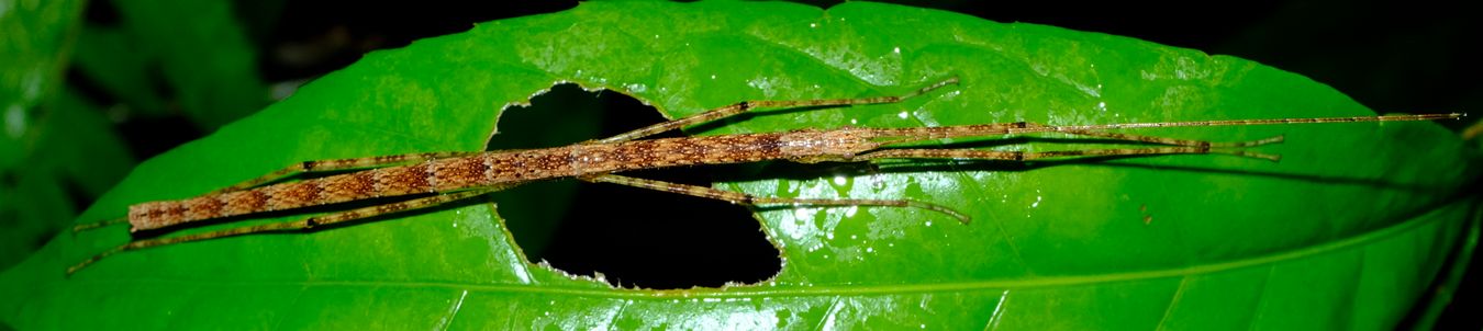 Phasmatodea Stick Insect, probably Necrosciinae-Aseles