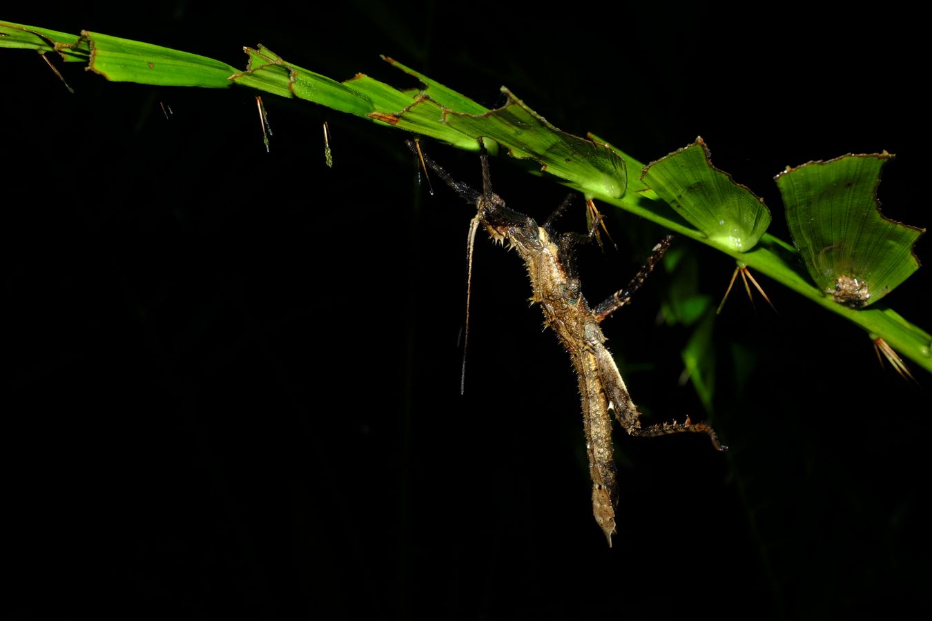 Prickly Haaniella Stick Insect { Haaniella-Echinata }