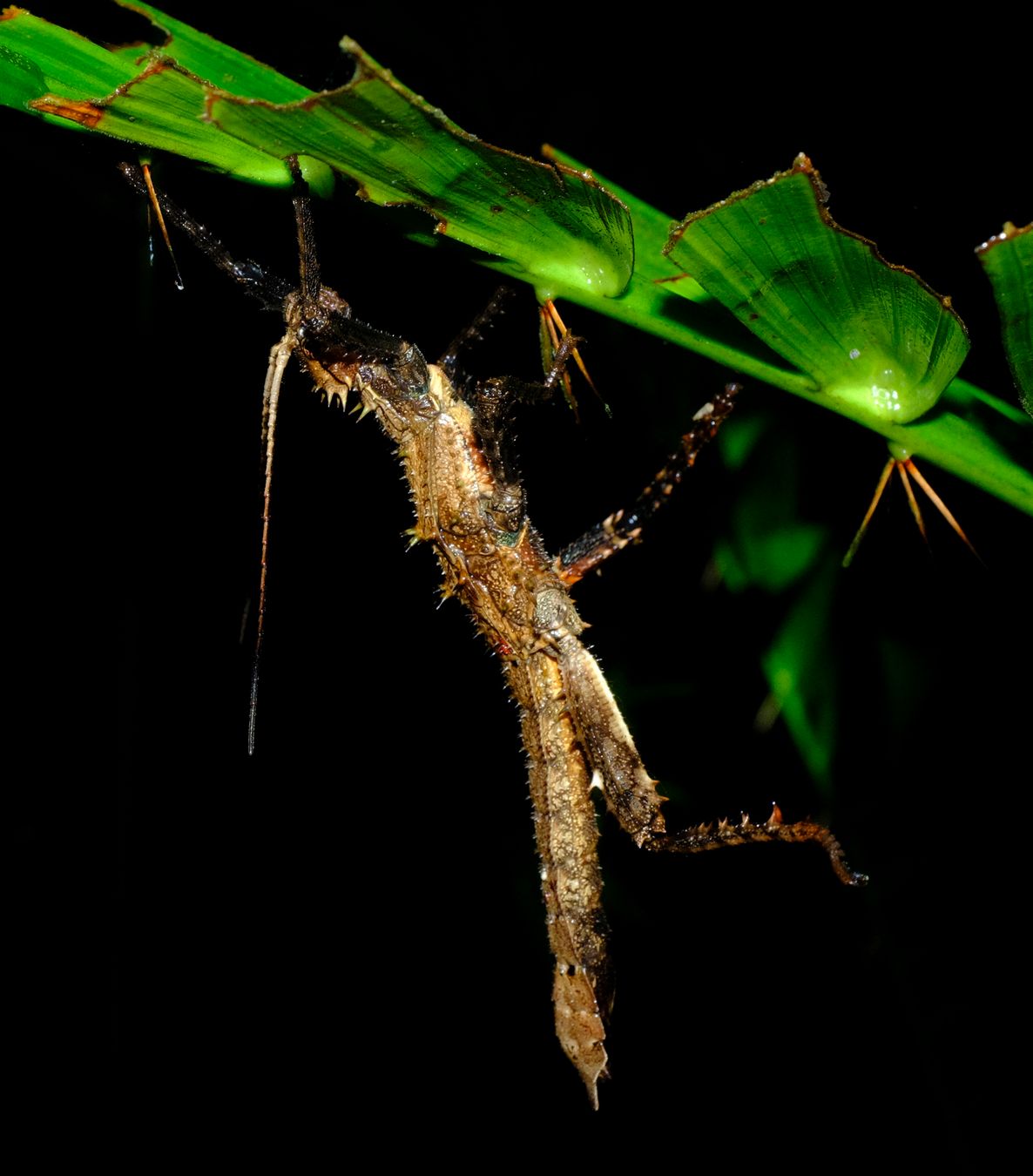 Prickly Haaniella Stick Insect { Haaniella-Echinata }