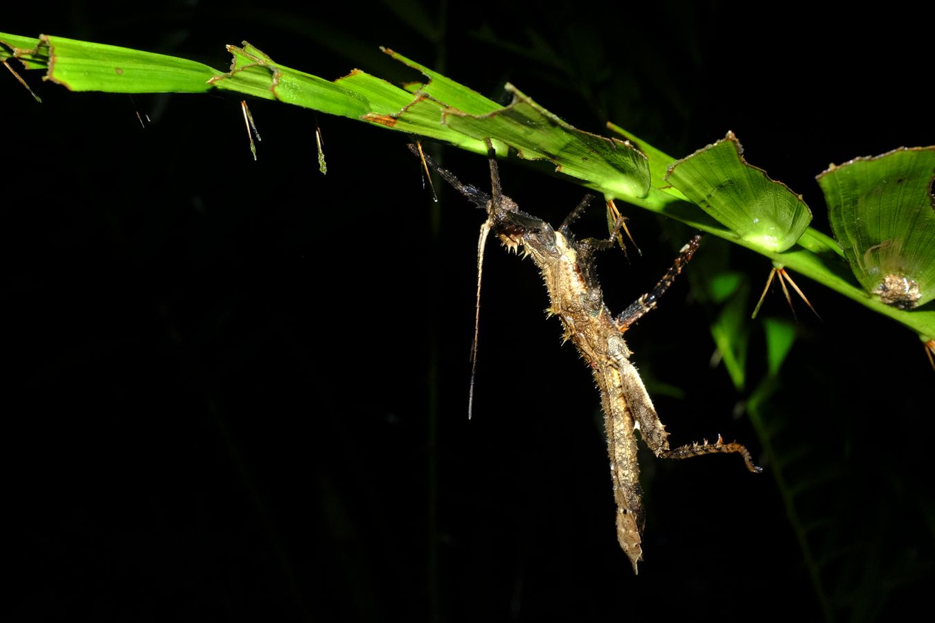 Prickly Haaniella Stick Insect { Haaniella-Echinata }