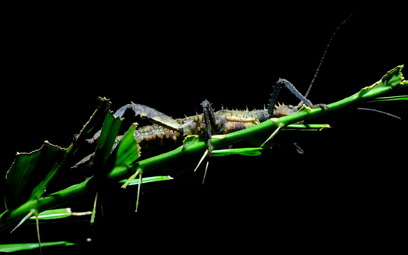 Small Haaniella Stick Insect { Haaniella-Scabra }