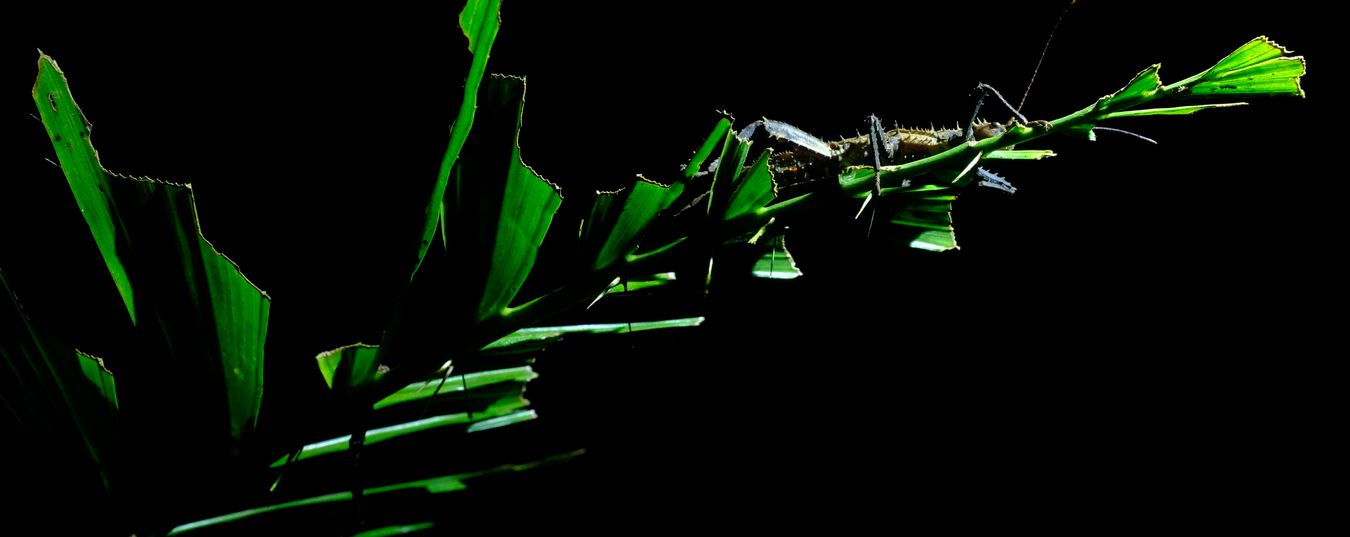 Small Haaniella Stick Insect { Haaniella-Scabra }