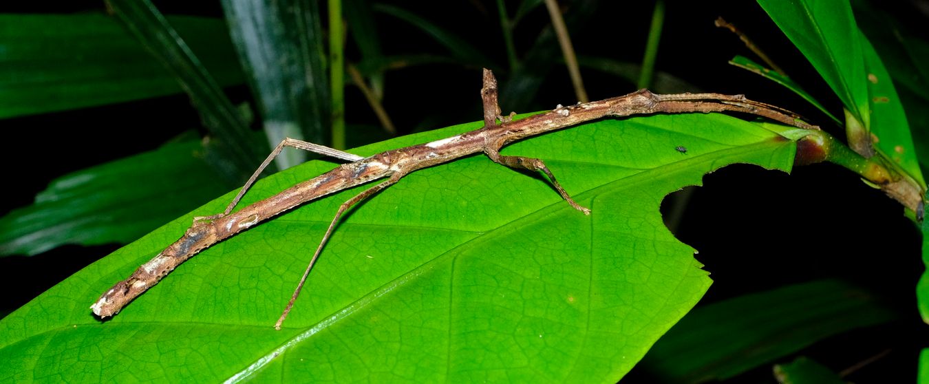 Unidentified Stick Insect Phasmatodea