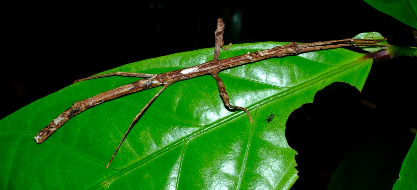 Unidentified Stick Insect Phasmatodea