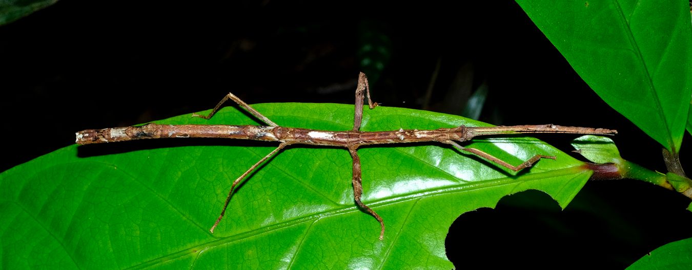 Unidentified Stick Insect Phasmatodea