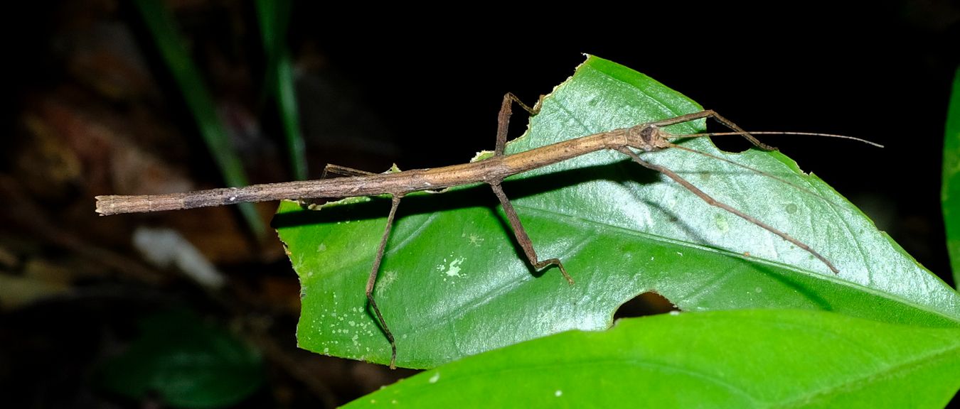 Lonchodini Stick Insect { Phasmatodea-Lonchodinae }