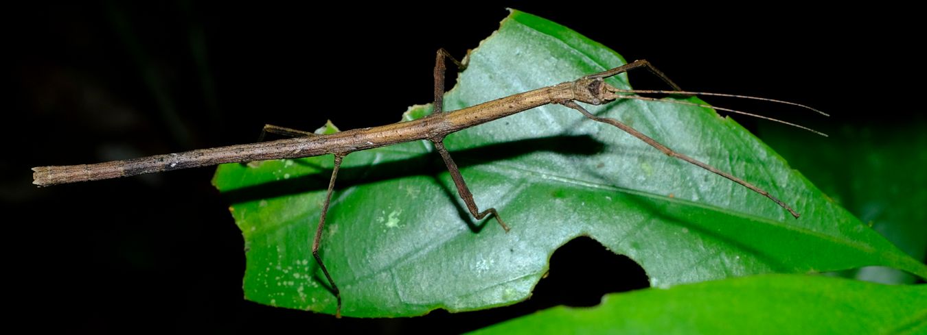 Lonchodini Stick Insect { Phasmatodea-Lonchodinae }