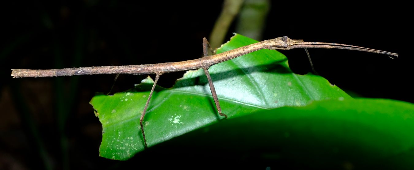 Lonchodini Stick Insect { Phasmatodea-Lonchodinae }