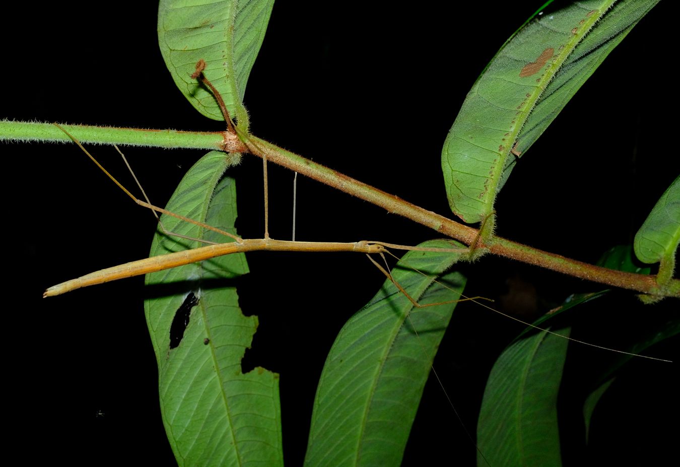 Unidentified Lonchodidae Stick Insect Phasmatodea