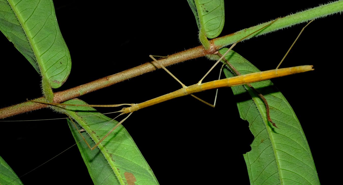 Unidentified Lonchodidae Stick Insect Phasmatodea