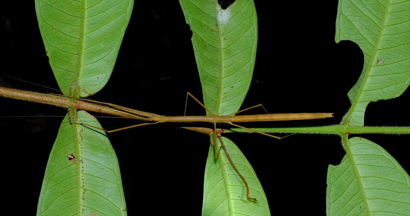 Unidentified Lonchodidae Stick Insect Phasmatodead