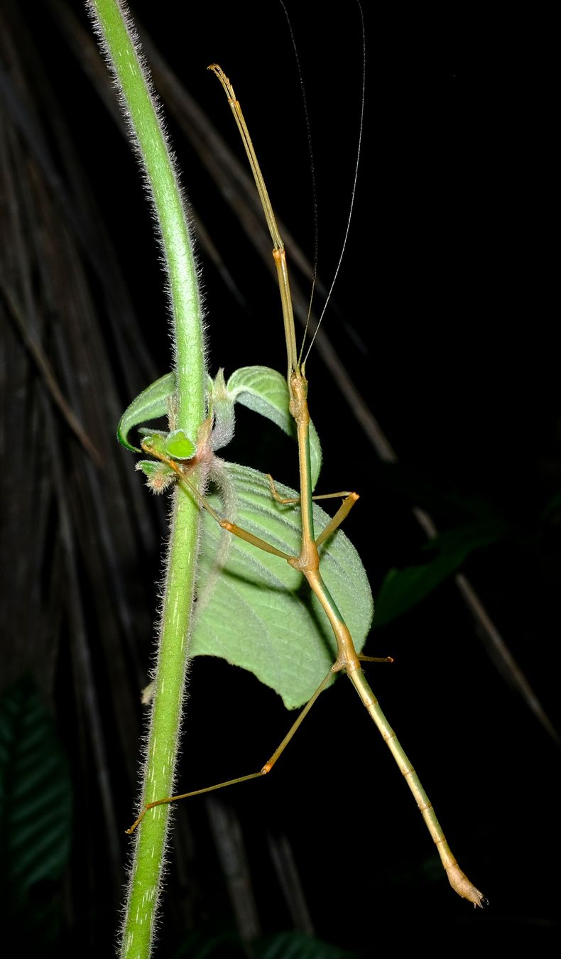 Staelonchodes Amaurops Stick Insect { Phasmatodea-Lonchodinae }