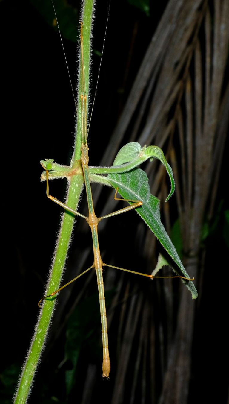 Staelonchodes Amaurops Stick Insect { Phasmatodeea-Lonchodinae }