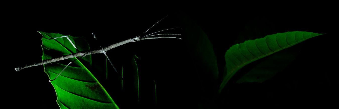 Lonchodes Stick Insect { Phasmatodea-Lonchodidae }