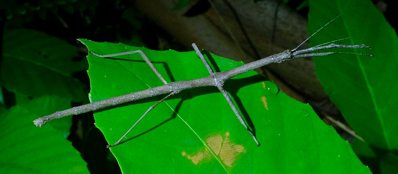 Lonchodes Stick Insect { Phasmatodea-Lonchodidae }