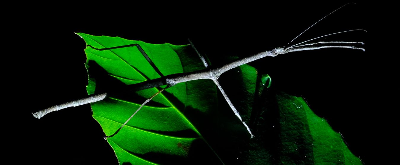 Lonchodes Stick Insect { Phasmatodea-Lonchodidae }