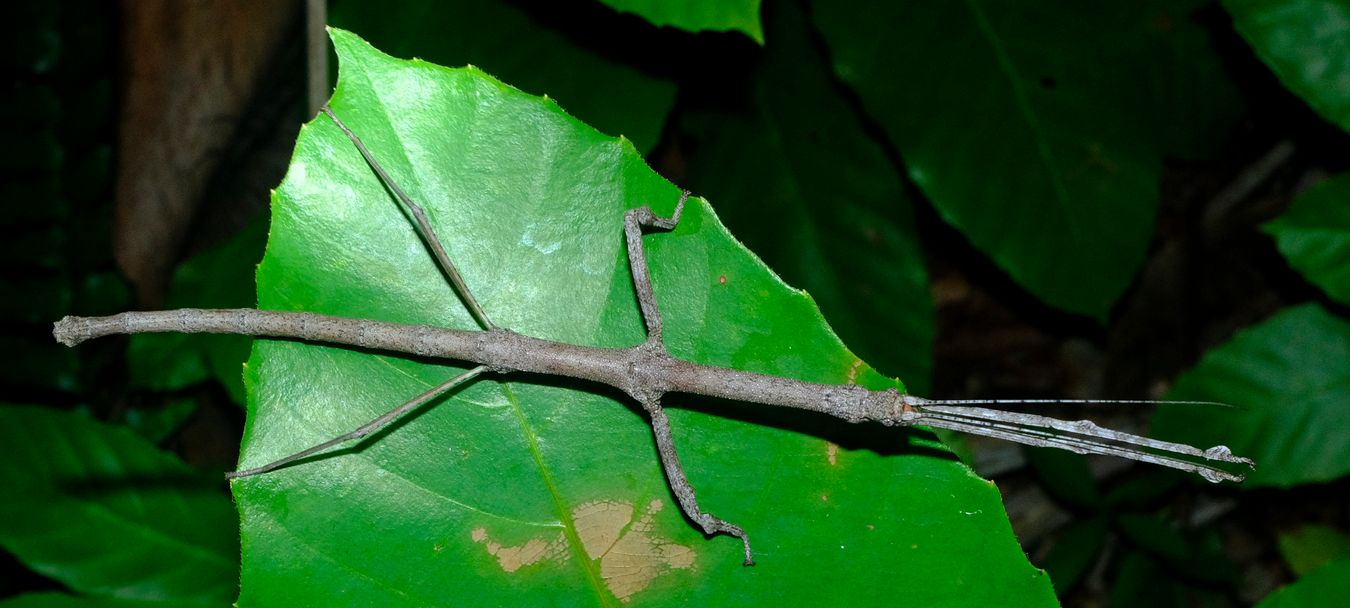 Lonchodes Stick Insect { Phasmatodea-Lonchodidae }