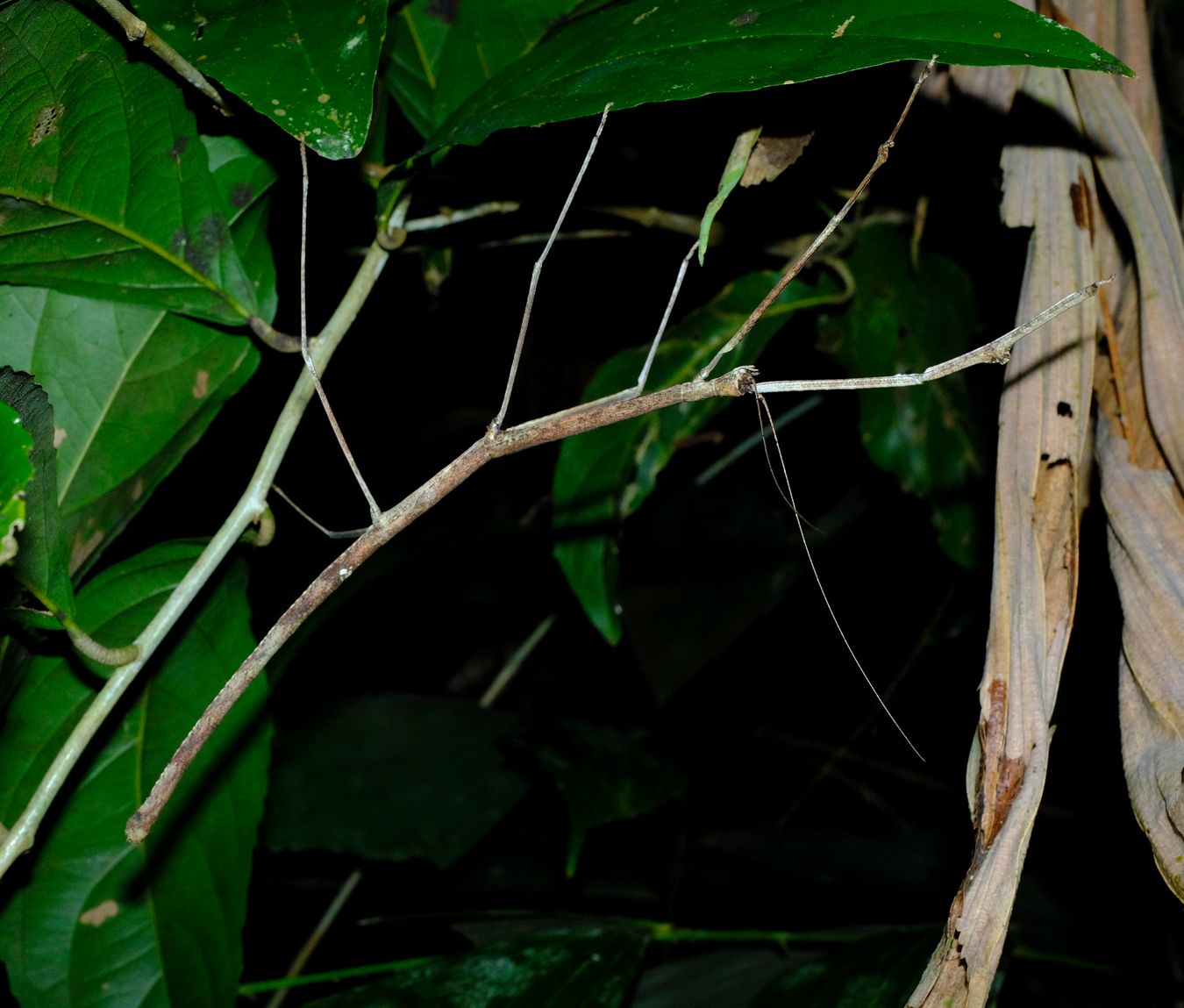 Unidentified Lonchodidae Stick Insect Phasmatodea