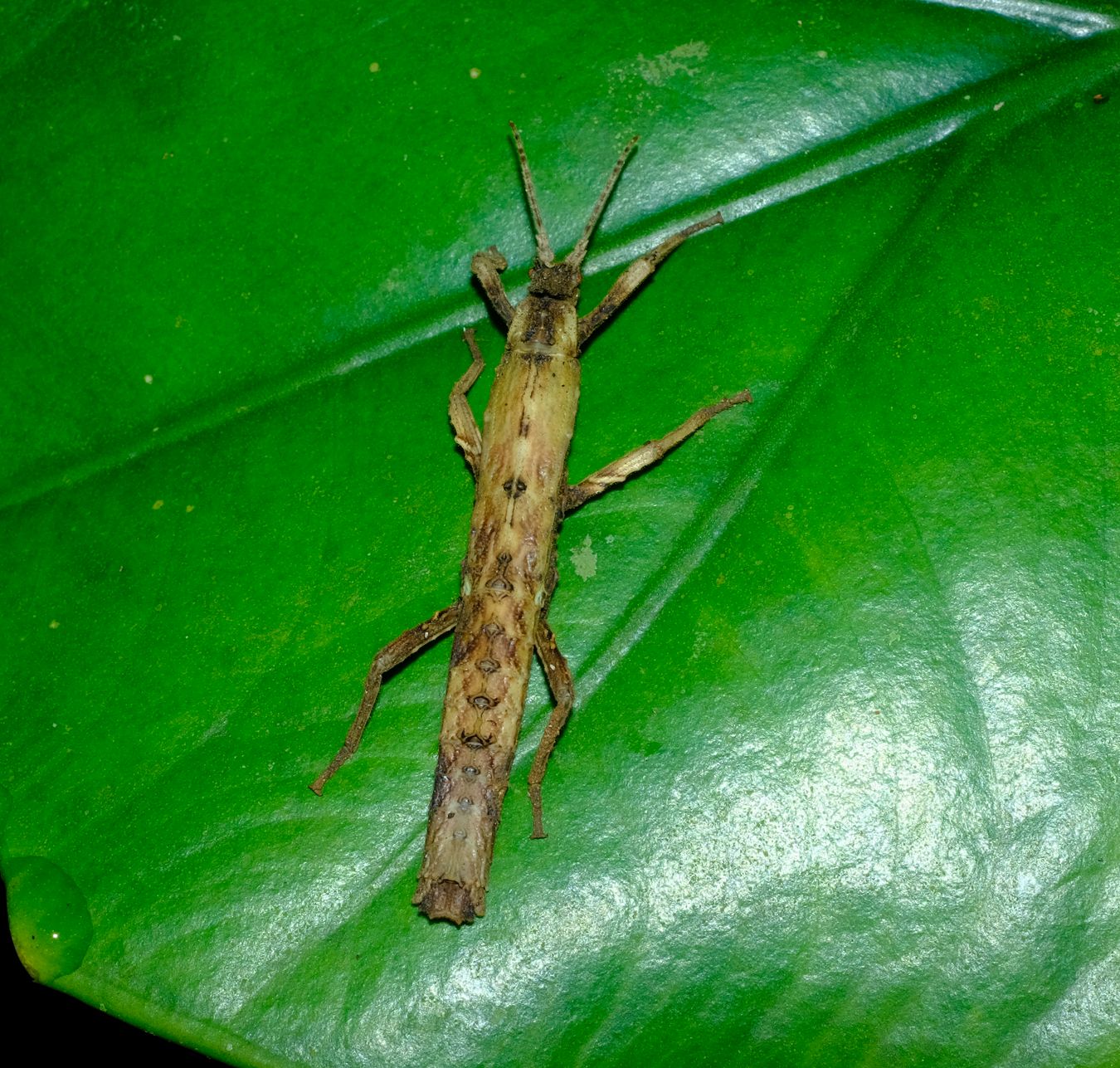 Pylaemenes Sepilokensis Stick Insect 