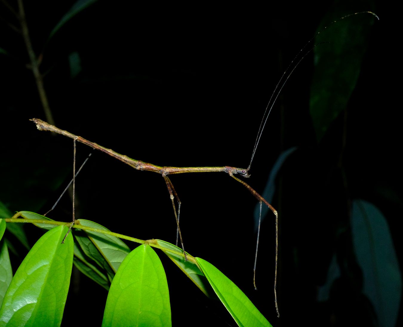 Staelonchodes Amaurops Stick Insect { Phasmatodea-Lonchodidae }