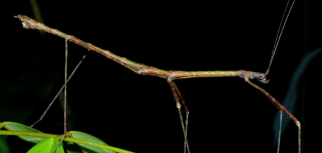 Staelonchodes Amaurops Stick Insect { Phasmatodea-Lonchodidae }