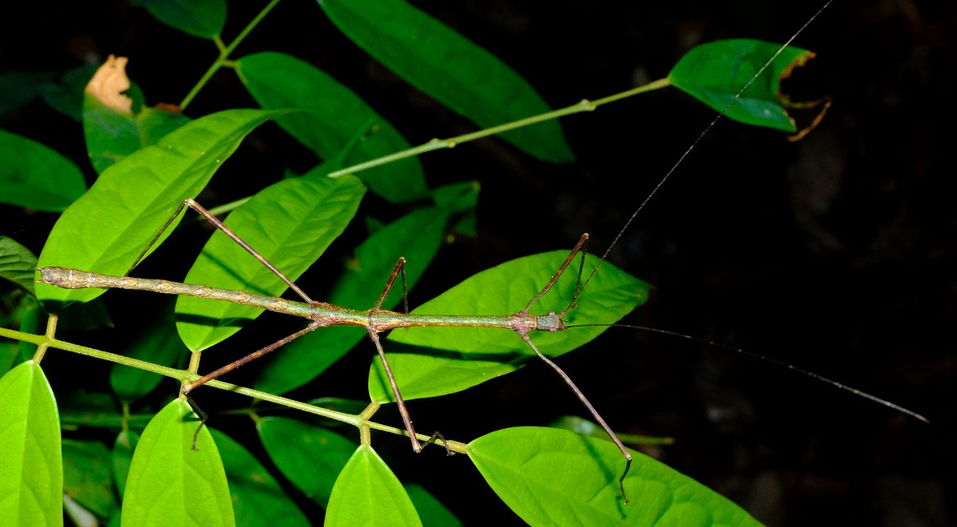 Staelomchodes Amaurops Stick Insect { Phasmatodea-Lonchodidae }