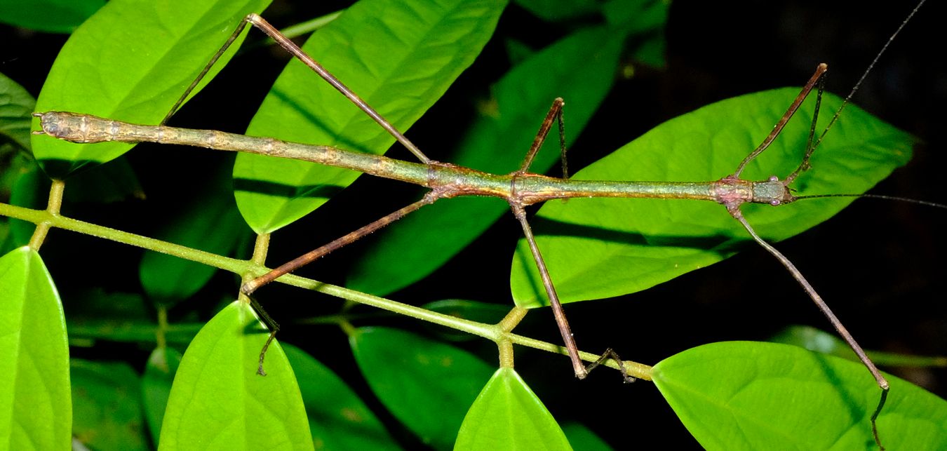 Staelonchodes Amaurops Stick Insect { Phasmatodea-Lonchodidae }