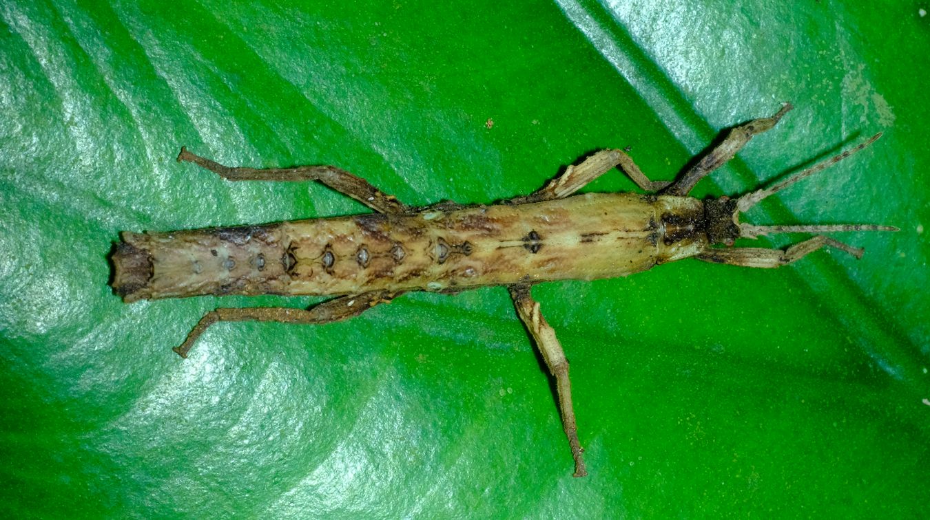 Pylaemenes Sepilokensis Stick Insect