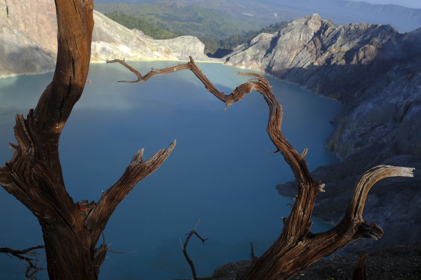 Views through the branches of a Cantigi Ungu plant { Vaccinium Varingifolium } of the lake in the crater of Ijen volcano