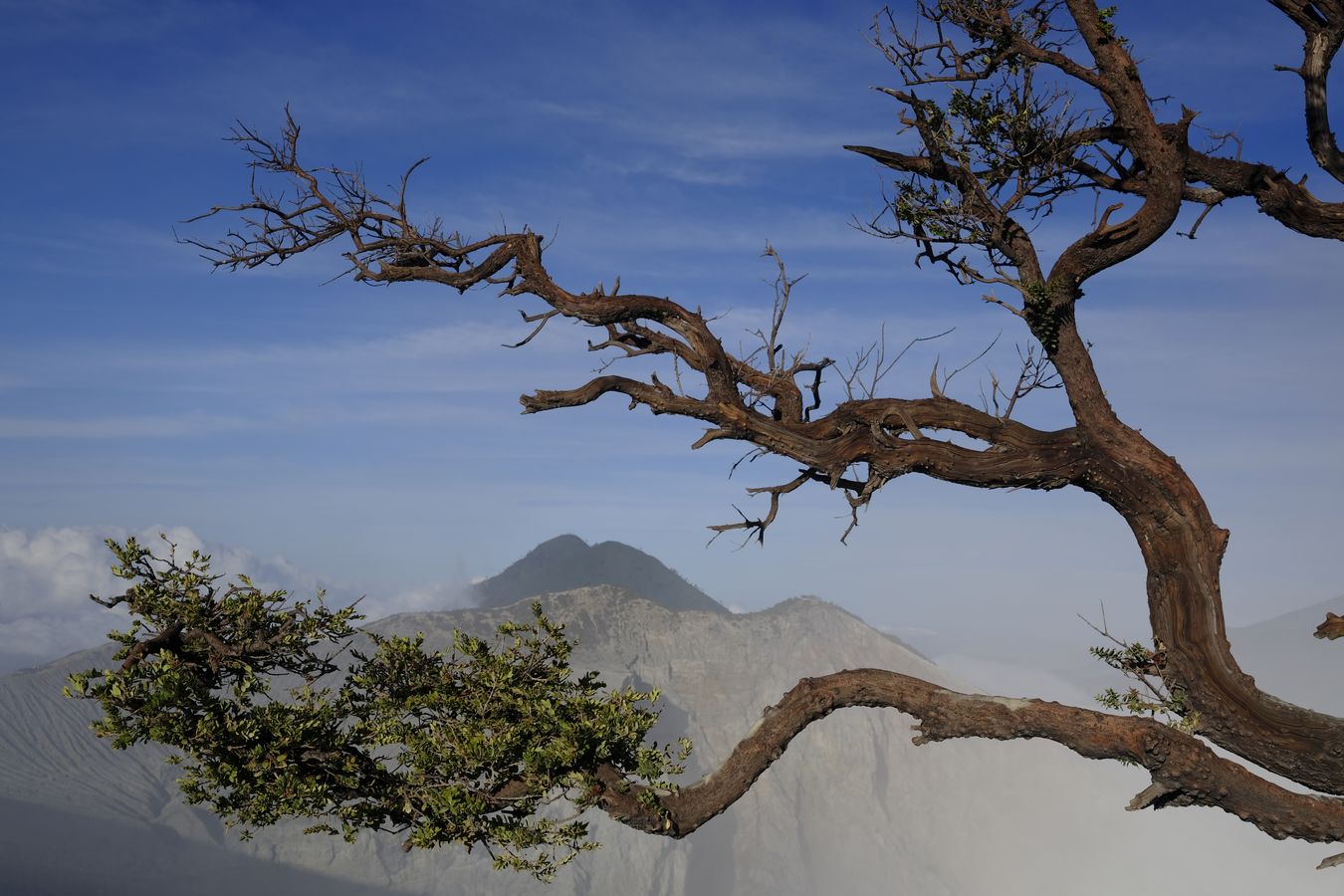 Partial view of the sulphurous wall of the Ijen volcano through the branches of a Cantigi Ungu tree { Vaccinium Varingifolium } and other volcanic cone behind 