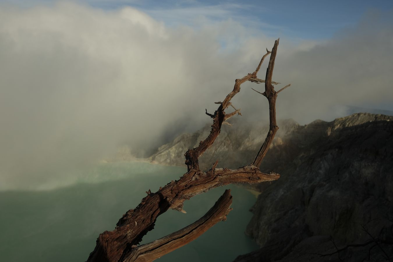 View of the crater lake of the Ijen volcano covered in smoke through the branches of a tree Cantigi Ungu { Vaccinium Varingifolium }