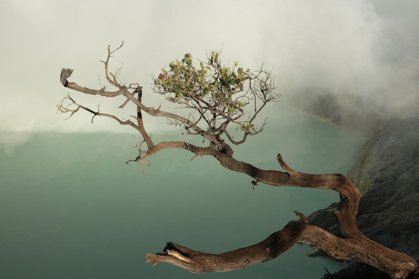 View of the crater lake of the Ijen volcano covered in smoke through the branches of a tree Cantigi Ungu { Vaccinium Varingifolium }