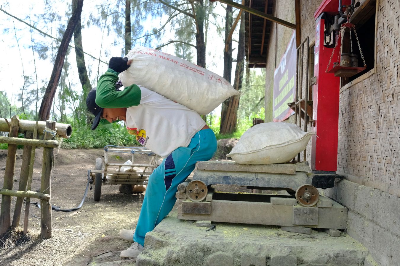 Sulfur miner carries a sack after weighing it