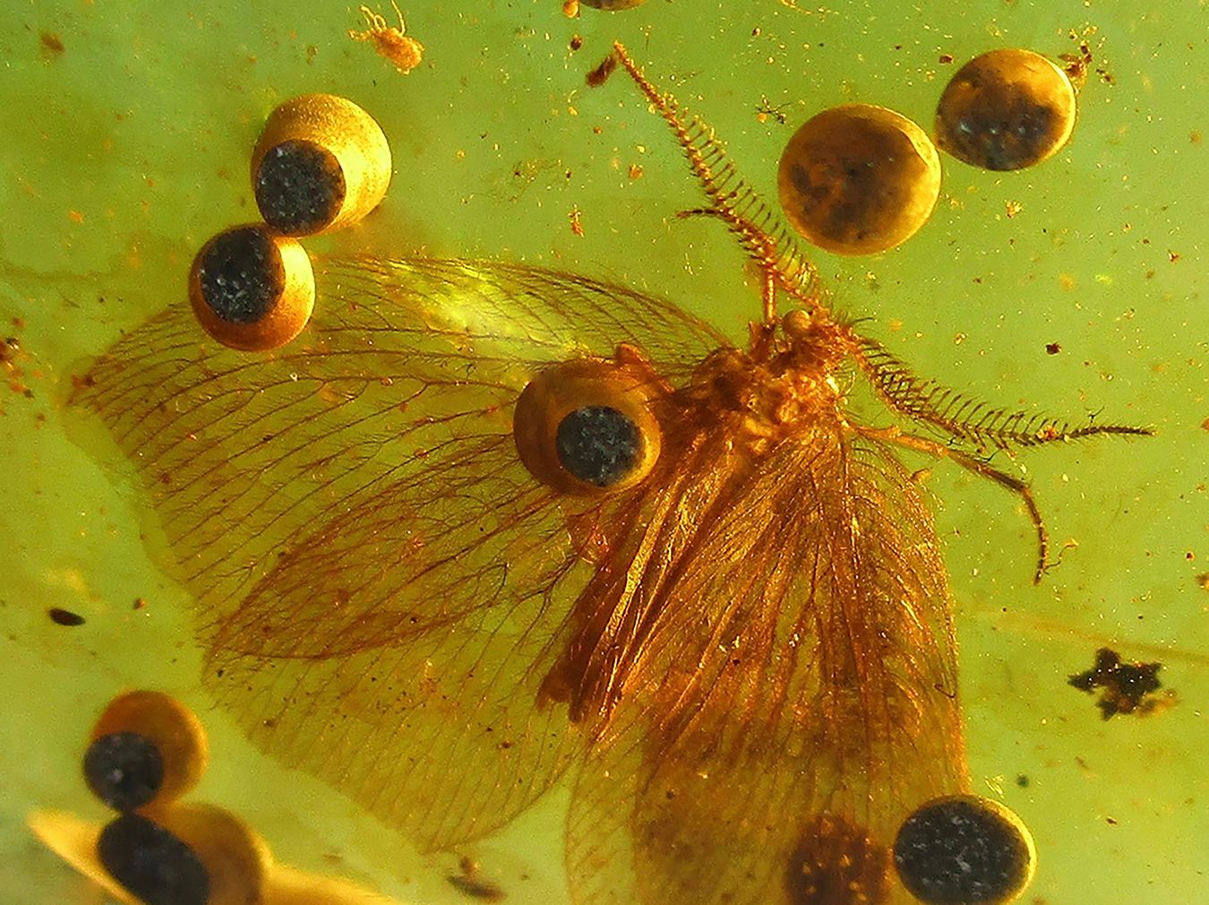 Geometridae & Pholadidae