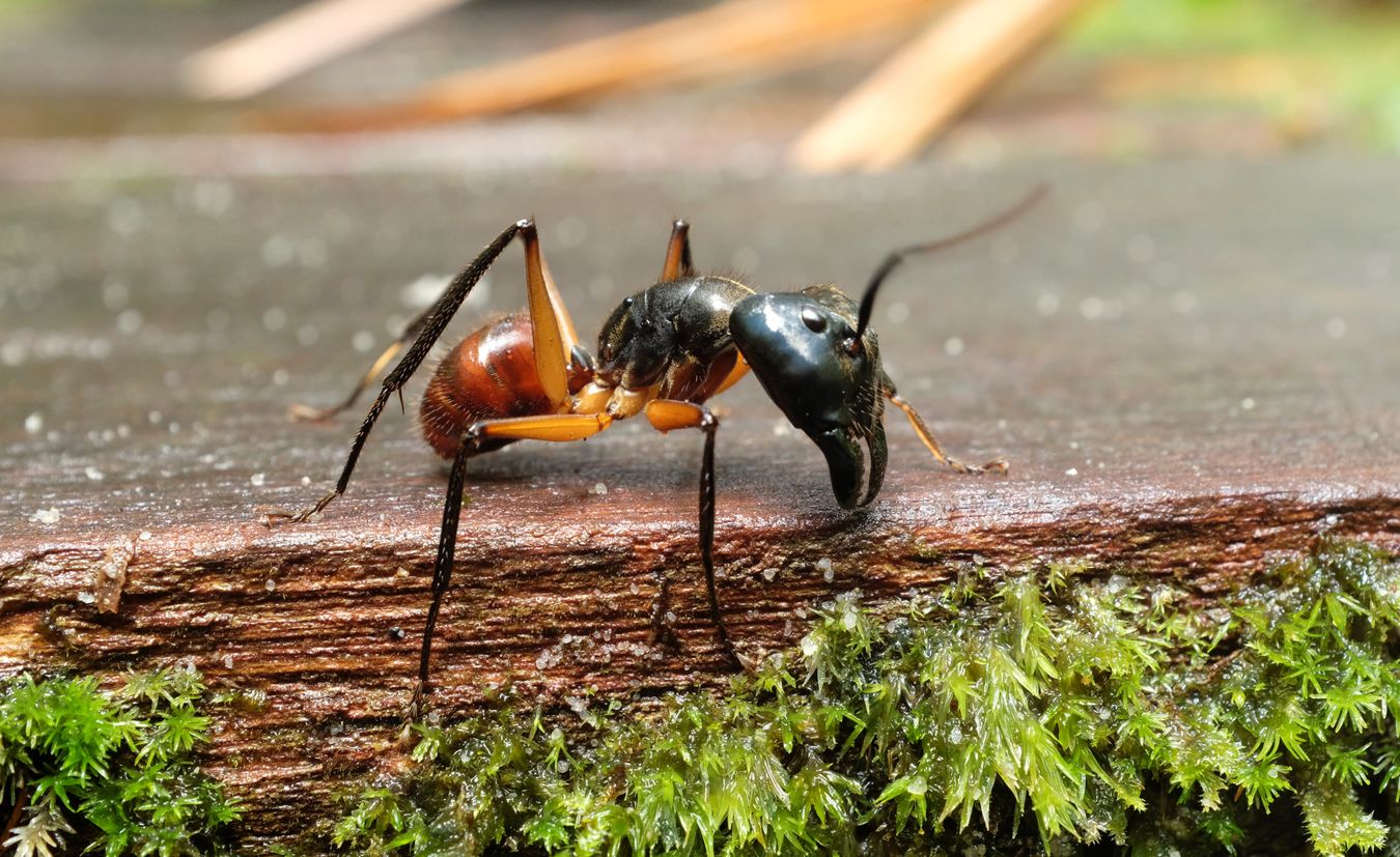 Giant Forest Ant { Dinomyrmex Gigas }