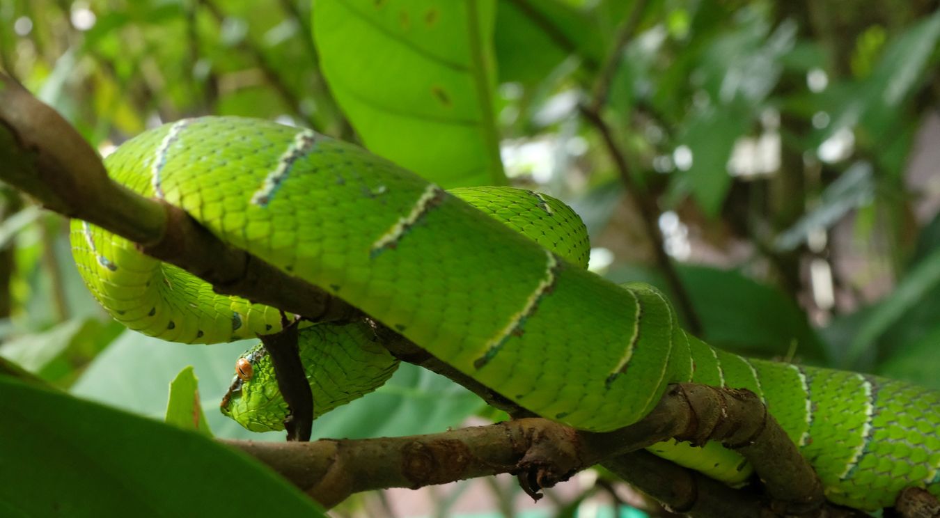Bornean Keeled Pit Viper Snake { Tropidolaemus Subannulatus }