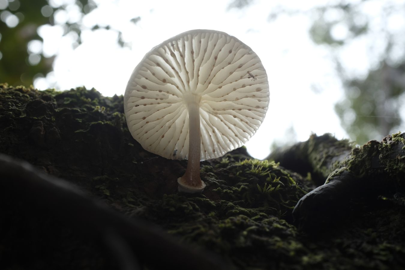 Physalacriaceae Fungus, probably Oudemansiella.