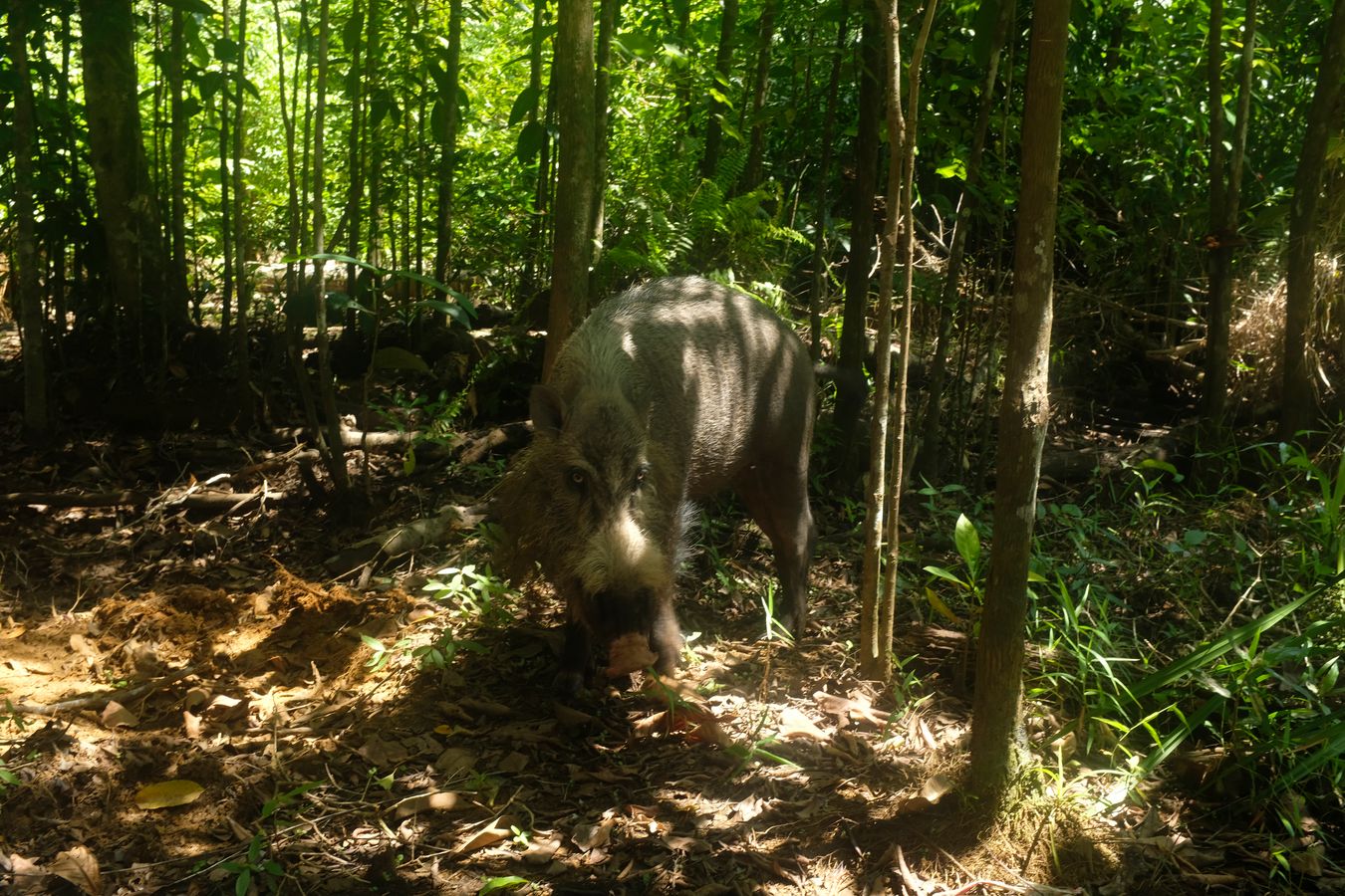 Bornean Bearded Pig { Sus Babartus }