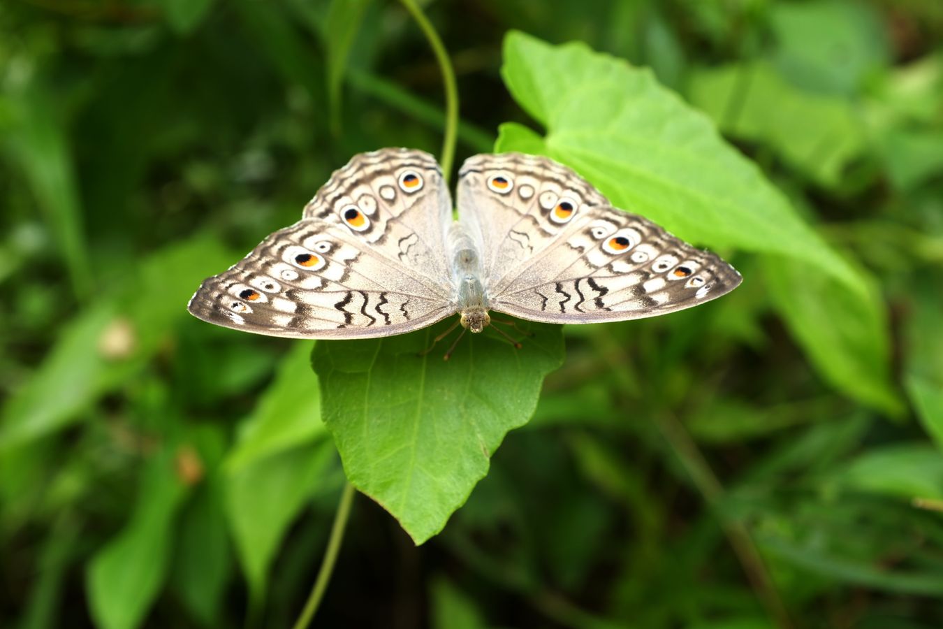 Grey Pansy Butterfly { Junonita Atlites }