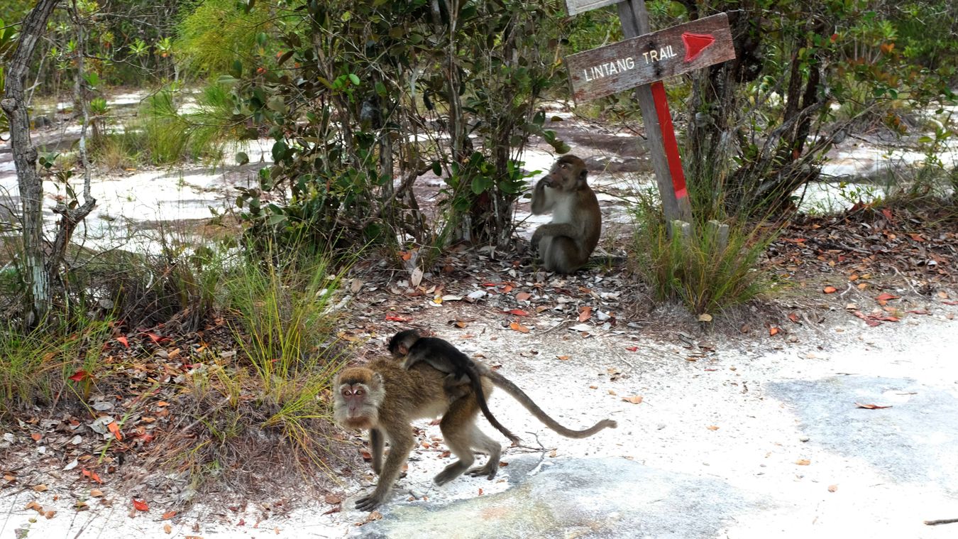 Long Tailed Macaque { Macaca Fascicularis }