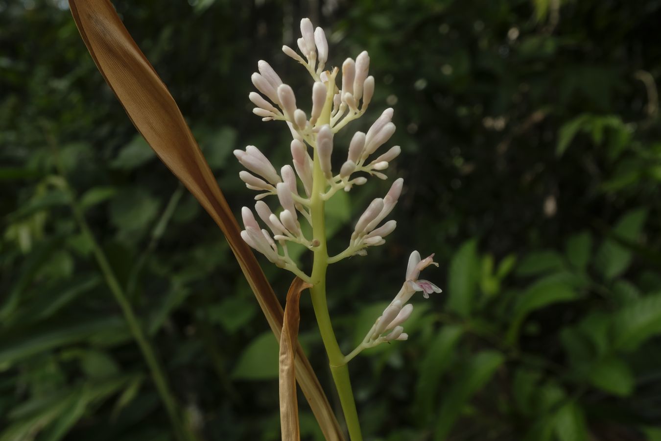 Alpina Galanga Flower 