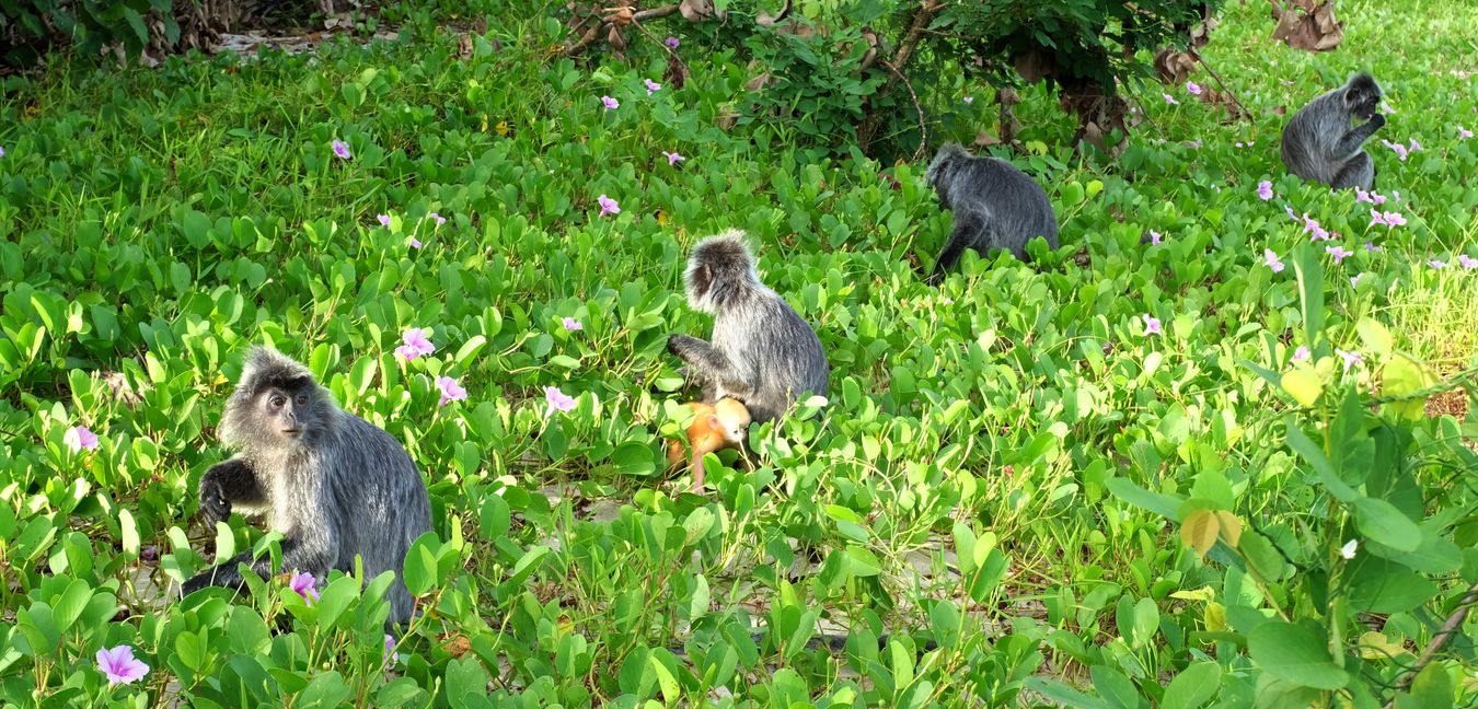 Silver Leaf Langur { Preybotis Cristata }