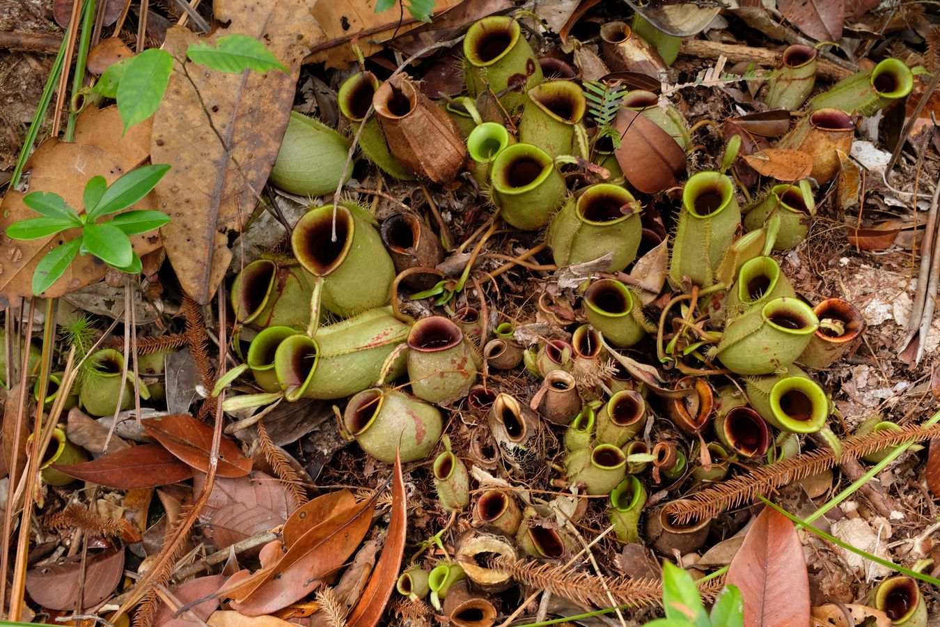 Flask-Shaped Pitcher Plant { Nepenthes Ampullaria }