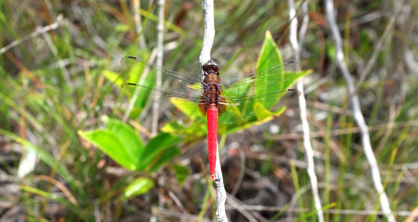 Spine-Tufted Skimmer Male { Orthetrum Chrysis }